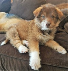 Sheprador Dogs for adoption in Mukwonago, WI, USA