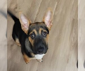 German Shepherd Dog-Pembroke Welsh Corgi Mix Dogs for adoption in Missouri City, TX, USA