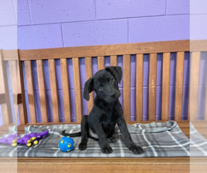 Labrador Retriever-Unknown Mix Dogs for adoption in Genesee, WI, USA