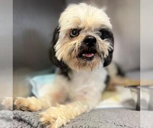 Shih Tzu-Unknown Mix Dogs for adoption in San Antonio, TX, USA