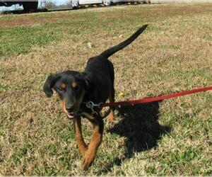 Black and Tan Coonhound-Labrador Retriever-Unknown Mix Dogs for adoption in Centerton, AR, USA