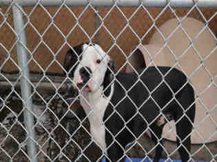 Bullboxer Pit Dogs for adoption in Redlands, CA, USA