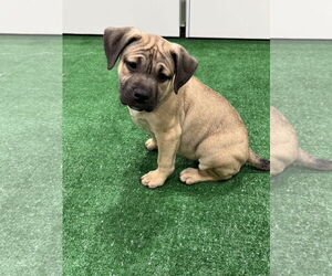 Bulldog-Unknown Mix Dogs for adoption in Sanford, FL, USA