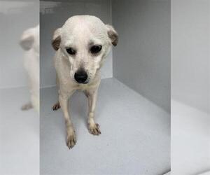 Chihuahua-Unknown Mix Dogs for adoption in Houston, TX, USA