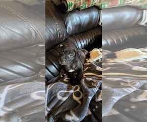 American Pit Bull Terrier-Unknown Mix Dogs for adoption in Ball Ground, GA, USA