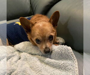 Chihuahua-Unknown Mix Dogs for adoption in Boise, ID, USA