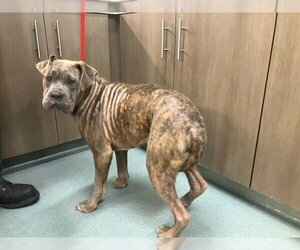 Boxer-Unknown Mix Dogs for adoption in Baytown, TX, USA