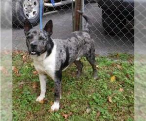 Catahoula Leopard Dog-Unknown Mix Dogs for adoption in Newnan, GA, USA