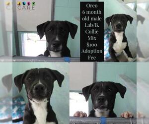 Borador Dogs for adoption in Jefferson City, TN, USA