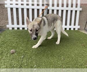 Gerberian Shepsky Dogs for adoption in Modesto, CA, USA