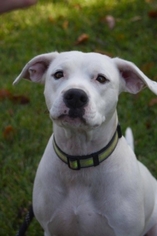 Bullypit Dogs for adoption in Germantown, OH, USA