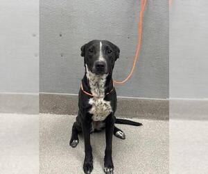 American Pit Bull Terrier-Unknown Mix Dogs for adoption in Las Vegas, NV, USA