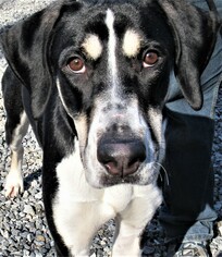 Great Dane Dogs for adoption in Asheville, NC, USA