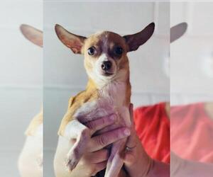 Chihuahua Dogs for adoption in Columbia, TN, USA