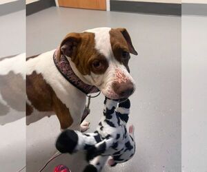 American Pit Bull Terrier-Bull Terrier Mix Dogs for adoption in Caribou, ME, USA