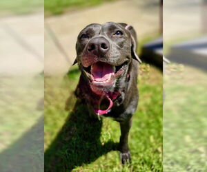 Labmaraner Dogs for adoption in Newport Beach, CA, USA