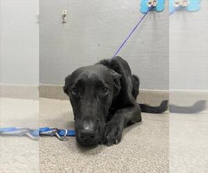 German Shepherd Dog-Unknown Mix Dogs for adoption in Las Vegas, NV, USA