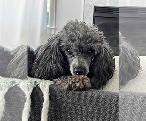 Poodle (Toy) Dogs for adoption in Pacolet, SC, USA