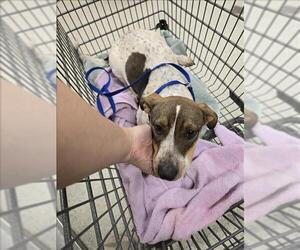 Dachshund-Unknown Mix Dogs for adoption in Conroe, TX, USA