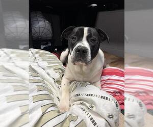 American Pit Bull Terrier-Unknown Mix Dogs for adoption in Olathe, KS, USA