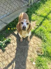 Medium Photo #1 Beagle Puppy For Sale in Evansville, IN, USA