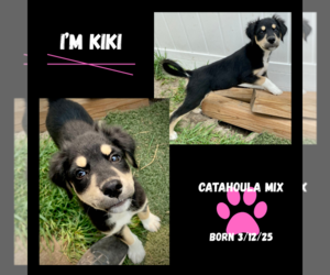 Catahoula Leopard Dog Dogs for adoption in GILBERTS, IL, USA