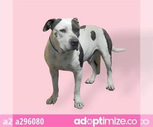 Bullypit Dogs for adoption in Stockton, CA, USA