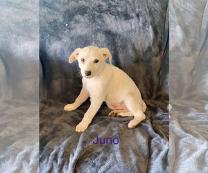 Mutt Dogs for adoption in Topeka, KS, USA