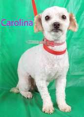 Poodle (Miniature) Dogs for adoption in Griffin, GA, USA