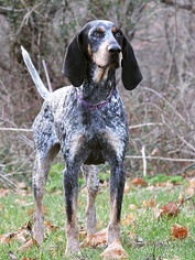 Bluetick Coonhound Dogs for adoption in Madison, IN, USA