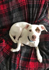 Mutt Dogs for adoption in Huntsville, AL, USA