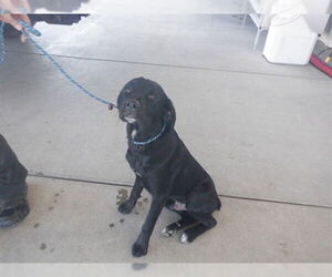 Labrador Retriever-Unknown Mix Dogs for adoption in Oroville, CA, USA