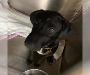 Labrador Retriever Dogs for adoption in Zanesville, OH, USA