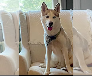 Siberian Husky Dogs for adoption in Westminster, MD, USA