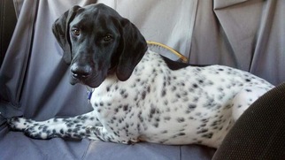 German Shorthaired Pointer Dogs for adoption in Rustburg, VA, USA