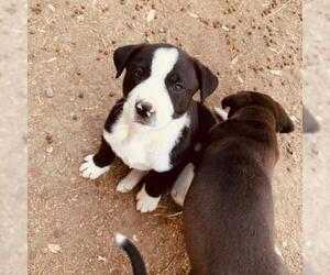 Border Collie Dogs for adoption in Pleasanton, CA, USA