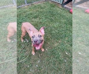 American Pit Bull Terrier Dogs for adoption in Louisville, KY, USA
