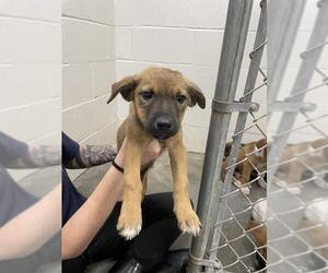 German Shepherd Dog Dogs for adoption in Rosenberg, TX, USA