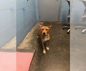 Mutt Dogs for adoption in Evansville, IN, USA