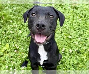 American Pit Bull Terrier-Unknown Mix Dogs for adoption in Pueblo, CO, USA