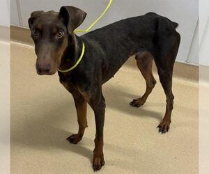 Doberman Pinscher Dogs for adoption in Placerville, CA, USA