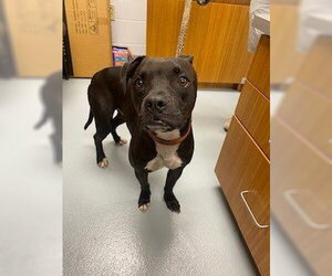 Boxer-Unknown Mix Dogs for adoption in St. Cloud, FL, USA