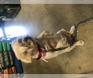 Shih Tzu Dogs for adoption in Gulfport, MI, USA