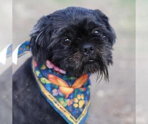 Shih Tzu Dogs for adoption in San Antonio, TX, USA