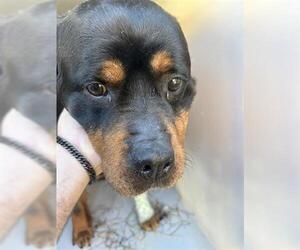 Rottweiler Dogs for adoption in Houston, TX, USA