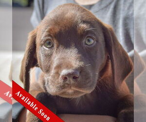 Sheprador Dogs for adoption in Huntley, IL, USA