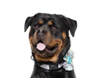 Rottweiler Dogs for adoption in Santa Maria, CA, USA