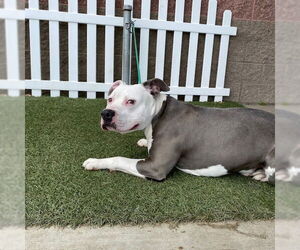American Pit Bull Terrier Dogs for adoption in Modesto, CA, USA