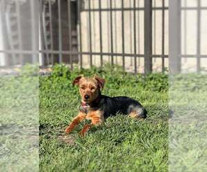 Mutt Dogs for adoption in Holland, MI, USA