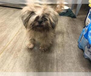 Shih Tzu Dogs for adoption in Pasadena, CA, USA
